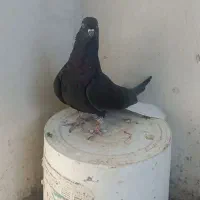 کبوتردمسفیدماده|پرنده|تاکستان, |دیوار