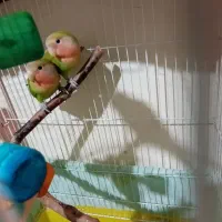 طوطی برزیلی|پرنده|چهاردانگه (تهران), |دیوار