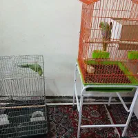 یک جفت طوطی ملنگو نر وماده