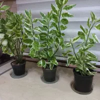 گل پدیلانتوس