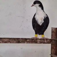 کبوتر