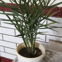 گل و گیاه|گل و گیاه طبیعی|شوشتر, |دیوار