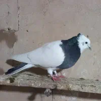 کبوتر گرفته|حیوانات|کرمانشاه, |دیوار