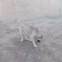 سگ سرابی|سگ|قم, قلعه صدری|دیوار