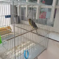 قناری رسمی بلند