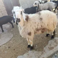 بره نر و میش