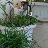 گربه ی ماده یکساله|گربه|رشت, گلسار|دیوار