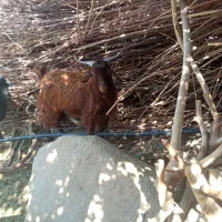 دو عدد کهره نر|حیوانات مزرعه|جبالبارز, |دیوار