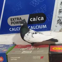 کبوتر سینه سیاه