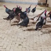 بوقلمون برنز انگلیسی|حیوانات مزرعه|اشتهارد, |دیوار