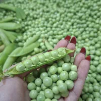 نخود فرنگی تازه