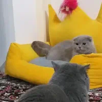 گربه اسکاتیش فانتزی شامپاینی صورت خرسی|گربه|گرگان, |دیوار