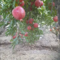 انار درجه یک