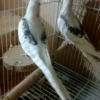 چندجفت عروس هلندی آلبینودوکت پروانه ای مولدبشرط|پرنده|شیراز, گویم|دیوار