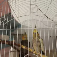 جفت عروس هلندی مولد