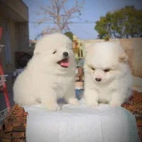 توله پامرانین سگ پامر خرسی عروسکی