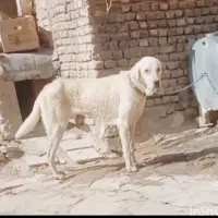 سگ ‌پژدر نر ۱۵ نگهبان صدر صد
