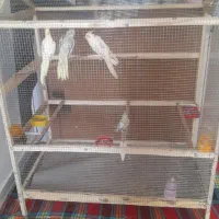 دو عدد جفت عروس هلندی