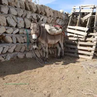 الاغ نر|حیوانات مزرعه|بندرعباس, |دیوار