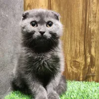 اسکاتیش بلو انفولد|گربه|تهران, گیشا|دیوار