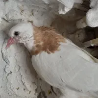 کبوتر