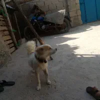 سگ پاکوتاه