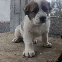 توله نر الابای