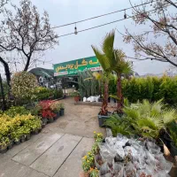 نهال های زینتی سرو لاوسون کامیس یاس هلندی