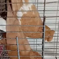 کبوتر رنگی دمبی طوقی عروس هلندی مرغ عشق فنچ قناری|پرنده|دهدشت, |دیوار