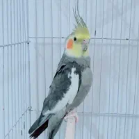 طوطی عروس هلندی سخنگو