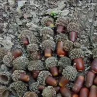 بلوط.کاج.انار زینتی. مینیاتوری