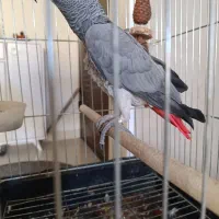 کاسکو یکسال و نیم