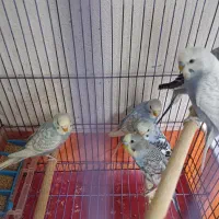 مرغ عشق|پرنده|قم, شهر قائم|دیوار