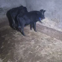 ۴ راس گوساله نر و ماده گاو|حیوانات مزرعه|رشت, بازار|دیوار