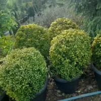 نهال شمشادکاج پایانکاردرختچه درخت کف قیمت ایران|خدمات باغبانی و درختکاری|تهران, حکیمیه|دیوار