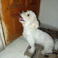 سرپرستی هاپو