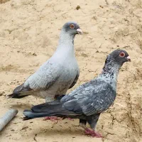 کبوتر الماسی موشی طوق سفید