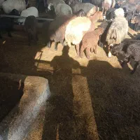 فروش میش افشار