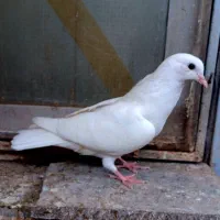 جوجه کبوتر