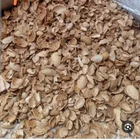 خریداری پوست بادام