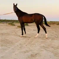 اسب ترکمن آخال تکه|اسب و تجهیزات اسب‌سواری|احمدسرگوراب, |دیوار