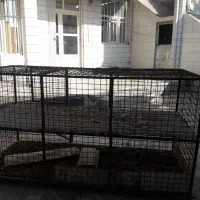 قفسه مرغ دو طبقه|لوازم جانبی حیوانات|دره شهر, |دیوار