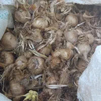 پیاز زعفران