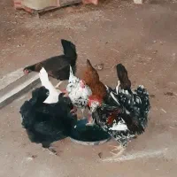 مرغ