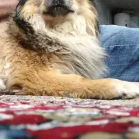 سگ گمشده محدوده ملک شهر خیابان آزادگان|حیوانات|اصفهان, ناصرخسرو|دیوار