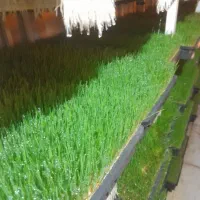 فروش علوفه هیدروپونیک دام سبک پرواری وسنگین شیری|حیوانات مزرعه|سبزوار, چهارراه فرودگاه|دیوار