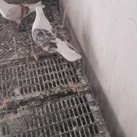 معاوضه|پرنده|بروجرد, |دیوار