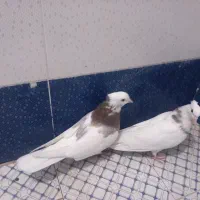 فروش دو عدد کبوتر