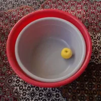 سطل زباله و سطل بزرگ چهار پایه پادری|ظروف نگهدارنده، پلاستیکی، یک‌بارمصرف|بومهن, |دیوار