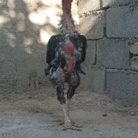 خروس لاری اوشامو المانی|حیوانات مزرعه|مشهد, ملک‌آباد|دیوار